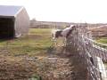 Weaning MiaKoda