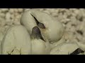 King Browns Hatching King Browns Hatching