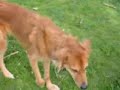 Zoe and Kitsh (RIP) play in the park