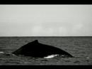 Whales Watching Tofino Season 2007