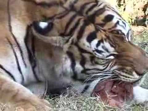tiger and cat