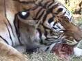 FEEDING THE BIG CATS! Tigers Lions - Big Cat TV
