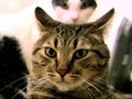 MEAN KITTY - Still Here