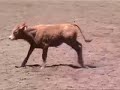 Rodeo Thugs Abuse & Injure Calf in Garden City, Kansas Rodeo Thugs Abuse & Injure Calf in Garden City, Kansas