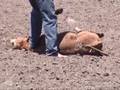 Rodeo Thugs Abuse & Injure Calf in Garden City, Kansas