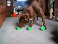 Fun 'Nose Work' Ideas
