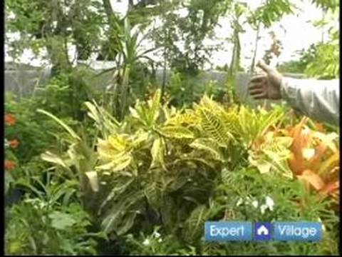 how to fertilize ficus hedges