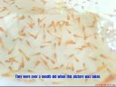 Swordtail Fries Swordtail Fries