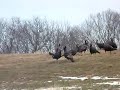 Winter Turkeys
