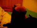 videos de TIGER & SHALVA