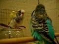 Budgie Singing