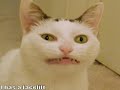 Very Funny Cats 49