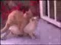 Gatti in accoppiamento