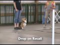 Lance the Corgi's Rally and Obedience Trial