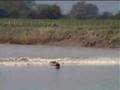 Severn Bore April 20th 2007