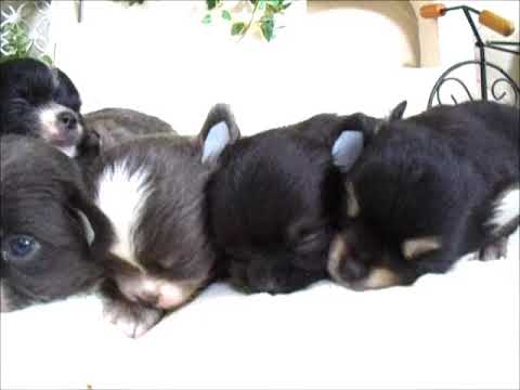 YouTube Preview Image