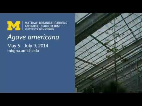 how to harvest agave pups