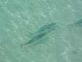 Maayafushi Shoal Attack