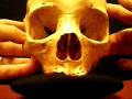 videos de MALE Human Skeleton - disarticulated - 919-102D