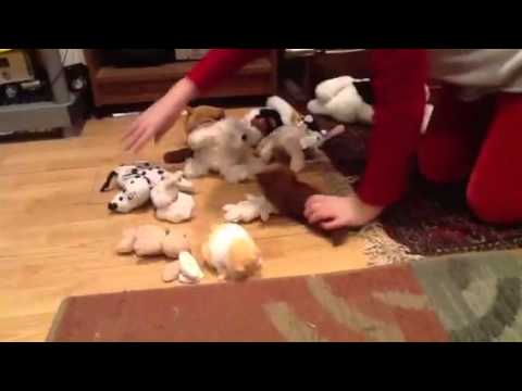 how to organize stuffed animals