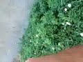 Galagia facuta de niste porci care au deranjat vecinii.......