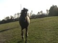 Backing Babou