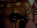 The three kittehs venture outside The three kittehs venture outside