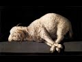 Filipe de Magalhães: Missa O Soberana Luz - Agnus Dei