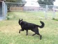 heinz-dutch-shepherd-for-adoption.html