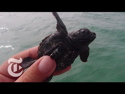 Imagen de previsualización de YouTube