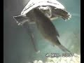 mr-scruffs-fish-its-raining-boing-by-tinyplanets.html