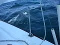 Sailing along with Dolphins Sailing along with Dolphins