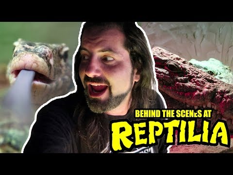 YouTube reptile video