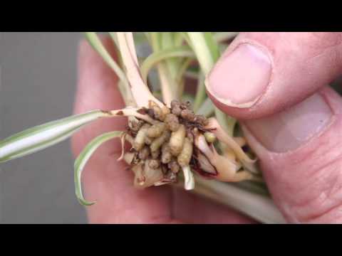 how to replant spider plant babies