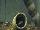 Geophagus brasiliensis pair with eggs cmcas.com.br