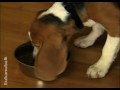 Dog and Puppy Nutrition Video - Philosophy (Episode 1) Dog and Puppy Nutrition Video - Philosophy (Episode 1)