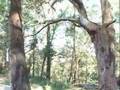 Paisagismo - PGM 8 (Parte 1)