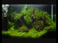 International Aquascaping Contest 2009 - Akvaristika