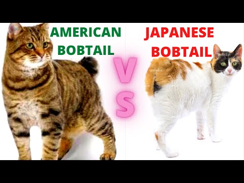 Should You Get an American Bobtail Cat or a Japanese Bobtail Cat? - (Breed Comparison)!