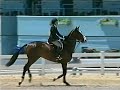 High Regard-Equitation Horse for Sale