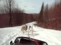 2010-05-12 | TREMBLANT 193.MOV ~> dogsledding @ Les tangs Tremblant sur le Site de Kanatha-Aki. again C+C driving, me passenging...this one is pretty intense, i almost capsized. ... ()