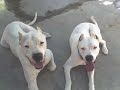 DOGO ARGENTINO PUPPIES DELUXE by EDUARDO DURÁN HAEDO DOGO ARGENTINO PUPPIES DELUXE by EDUARDO DURÁN HAEDO