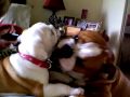 Frankie is a big bully!