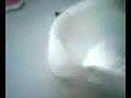 Tumbuk solid Tumbuk solid