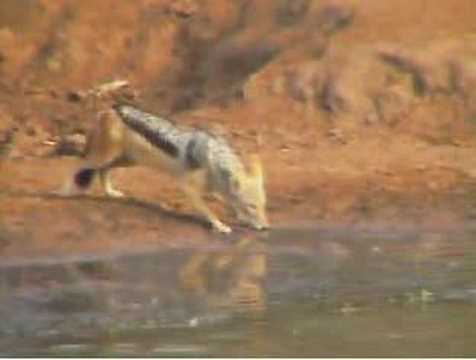 Jackal at Pete's Pond 10/03/2006