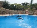 Delfin-Show Loro Parque, Teneriffa