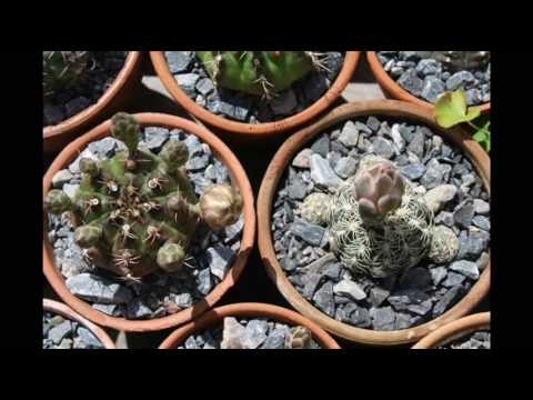 how to care for gymnocalycium mihanovichii