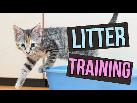 How to Litter Train Baby Kittens - YouTube