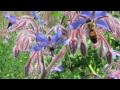 Borage flowers attract pollinators to the garden
