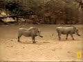 More warthogs with a death wish